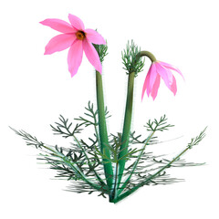 Wall Mural - 3D Rendering Pulsatilla Flower on White