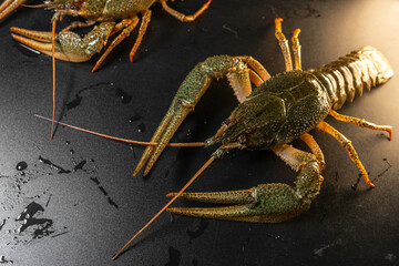 Wall Mural - Common crayfish, live, crustaceans. Lobster. Black background, selective focus. The concept of gourmet food, delicacy, dietary meat.