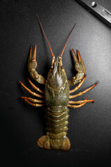 Wall Mural - Common crayfish, live, crustaceans. Lobster. Black background. space for text, selective focus. The concept of gourmet food, delicacy, dietary meat. Vertical photo