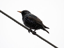 Starling Bird Sitting On The Electrical Wire