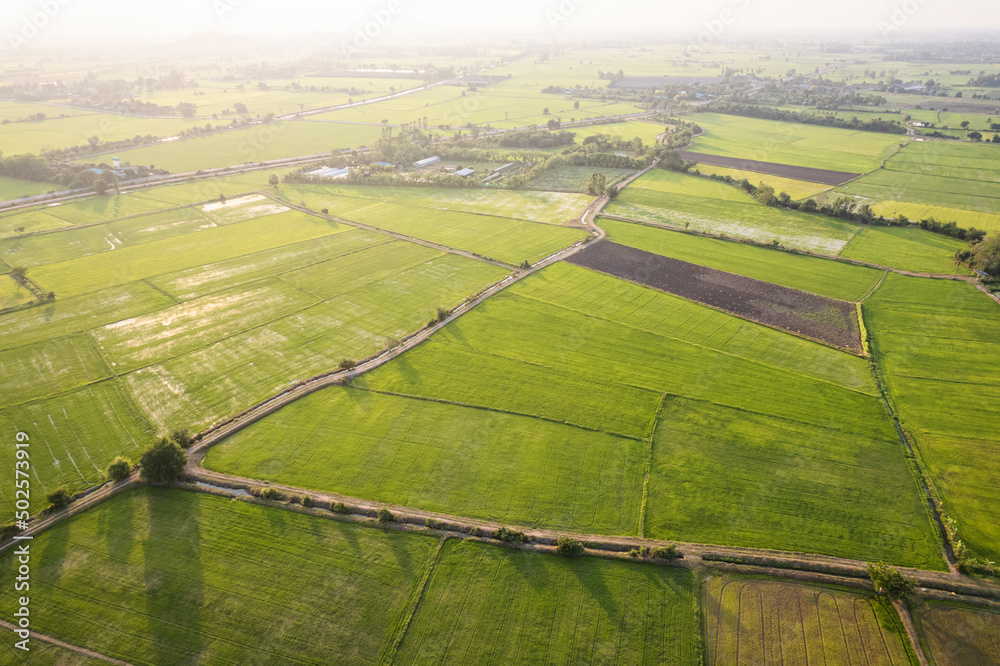 Aerial view of Green rice paddy field, farming cultivation in ...
