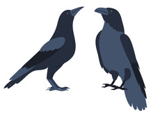 Crows Flat Design ,isolated, Vector