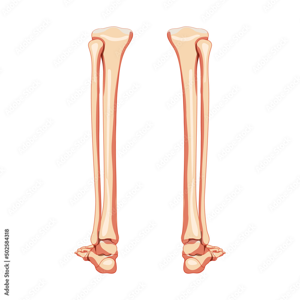 Leg tibia, fibula, Foot, ankle Skeleton Human back Posterior dorsal ...