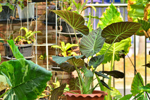  Alocasia Regal Shield In Garden