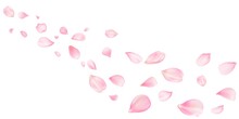 Sakura Flying Petals, Romantic Background With Realistic Pink Cherry Flower Petals Flow Or Falling Motion. Love, Romance, Floral Spring Season Or Wedding Invitation With Rose Pastel Colors
