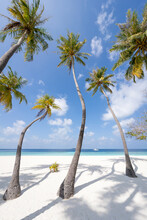 Palm Trees On The Beach, Maldives