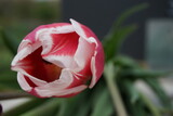 Fototapeta Tulipany - Rot-weiße Tulpe im Garten 
