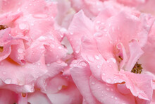 Close Up Of Water Drops On Petals Of Pink Rose After Rain, Selective Focus.