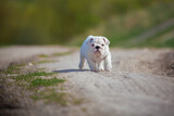 Fototapeta Zwierzęta - Gorgeous white english bulldog puppy