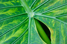Alocasia Macrorrhizo Green Exotic Striped Leaf Close-up. Tropical Plant Of Arum Family (Araceae) Grows In Tropics. Cultivated In Botanical Garden. Abstract Green Elephant Ear Taro Leaf Background.