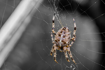 Close-up of a Spider on the web