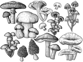 Wall Mural - Set of 9 different vector mushrooms in woodcut style. Graphic linear fly agaric, chanterelles, porcini mushroom, honey mushrooms, morels, mycena, russula, boletus, champignons