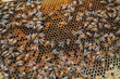 Hone Bee hive