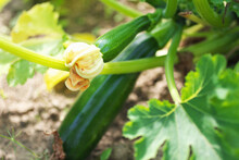 Zucchini Plant With Growing On A Bush Little Vegetable. Squash, Marrow A Household Garden. Agriculture And Harvest Season