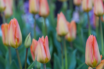 Canvas Print - Tulip