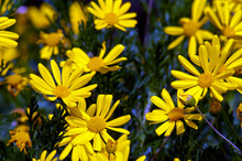 Yellow Daisy, Close-up