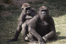 Gorillas Sitting, Rio Grande Zoo, New Mexico, USA