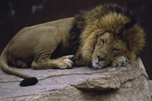 Close-up Of A Lion Lying On A Rock, Albuquerque Zoo, New Mexico, USA