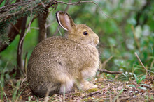 Arctic Hare, Denali National Park, Alaska, USA