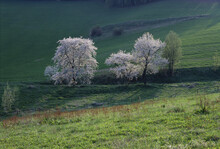 High Angle View Of Flowering Trees In Spring