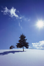 Tree On A Snow Covered Hill