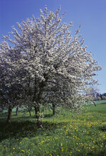 Flowering Trees In Spring