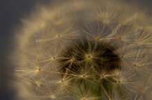 Close-up Of A Dandelion
