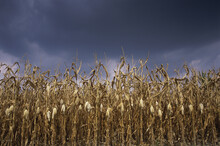 Corn Crop In A Field