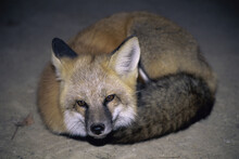 Close-up Of A Red Fox Lying On The Ground