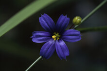 Close-up Of Blue-Eyed Grass