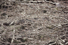 Ice On Branches Of A Tree