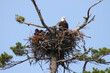© SuperStock - Low angle view of a Bald eagle (Haliaeetus leucocephalus) resting in its nest