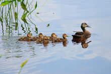 American Black Duck (Anas Rubripes) With Its Ducklings In A Lake
