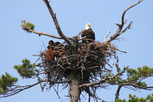 Low Angle View Of A Bald Eagle (Haliaeetus Leucocephalus) Resting In Its Nest