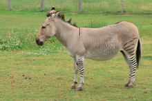 Zeedonk The Cross Breed Of Zebra And Donkey Standing In Field