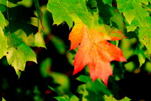 Oak Leaf Turning Red In Autumn