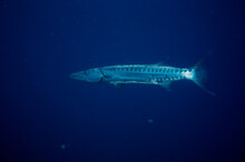 Close-up Of A Barracuda Swimming Underwater