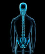 © SuperStock - Male human spine and pelvis view from rear in blue X-ray by Hank Grebe
