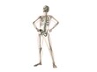 © SuperStock - X-ray view of a human skeleton posing