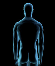 Male Human Body View From Rear In Blue X-ray By Hank Grebe