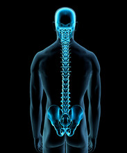 Male Human Spine And Pelvis View From Rear In Blue X-ray By Hank Grebe
