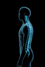 Male Spine Side View In Blue X-ray, Digitally Generated Image By Hank Grebe