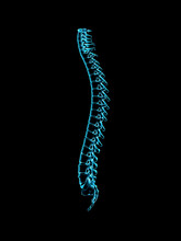 Male Spine Side View In Blue X-ray 2, Digitally Generated Image By Hank Grebe