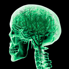 Brain With Tree, Digitally Generated Image By Hank Grebe