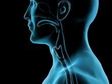 Sore Throat, Side X-ray, Hank Grebe, (b.20th C./American), Computer Graphics