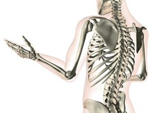 X-ray View Of Elbow Bones In A See-through Arm With Hand And Spinal Bones