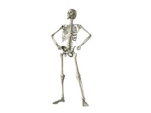 X-ray View Of A Human Skeleton Posing