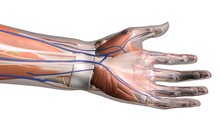 Female Palm And Wrist, Anterior View, Close Up, Detailed Anatomy, Full Color On White Background