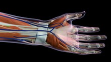 Female Palm And Wrist, Anterior View, Close Up, Xray Skin, Detailed Anatomy, Full Color On Black Background