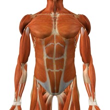 Male Chest And Abdominal Muscles, Detailed Anatomy, Full Color 3D Illustration On White Background